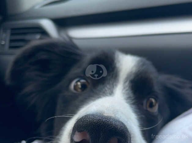 Male Border Collie for sale in Cwmbran/Cwmbrân, Newport - Image 2