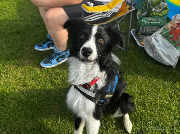 Male Border Collie for sale in Cwmbran/Cwmbrân, Newport - Image 3