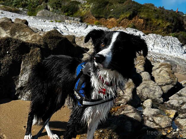 Male Border Collie for sale in Cwmbran/Cwmbrân, Newport - Image 4