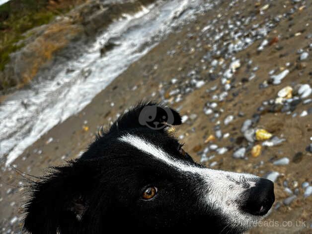 Male Border Collie for sale in Cwmbran/Cwmbrân, Newport - Image 5