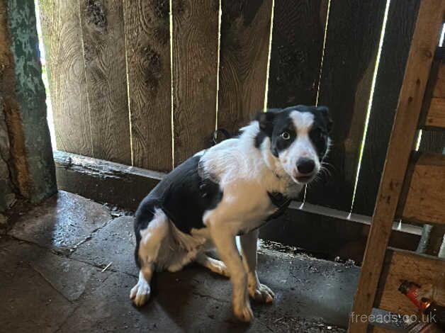 Male border collie for sale in Lockerbie, Dumfries and Galloway