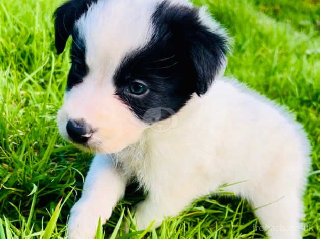 Male border collie pup for sale in Bridgend, Ceredigion