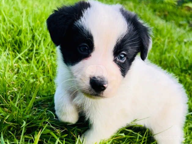 Male border collie pup for sale in Bridgend, Ceredigion - Image 2