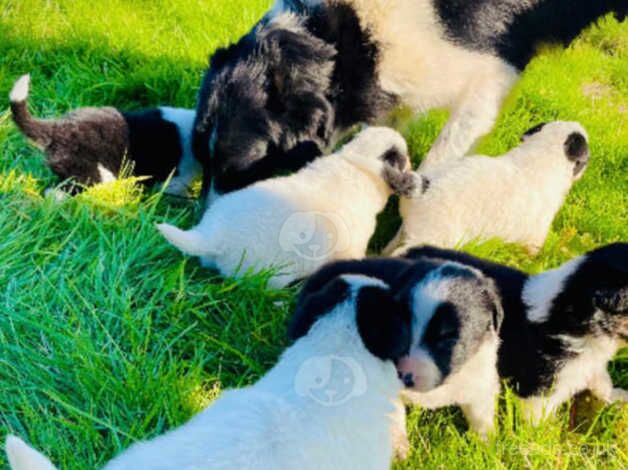 Male border collie pup for sale in Bridgend, Ceredigion - Image 3