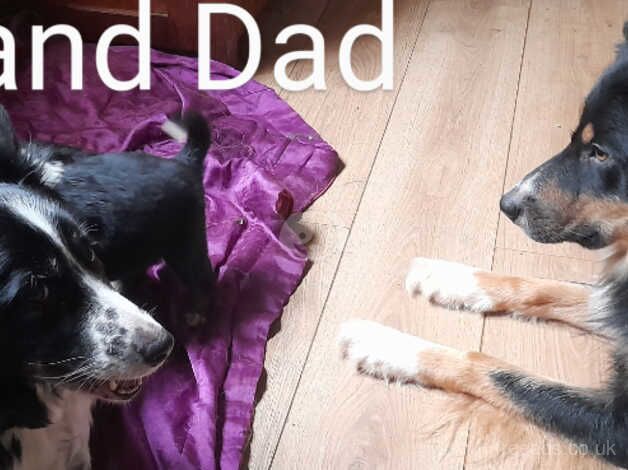 Male border collie puppy for sale in Banbury, Oxfordshire