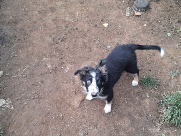 Male border collie puppy for sale in Banbury, Oxfordshire - Image 2