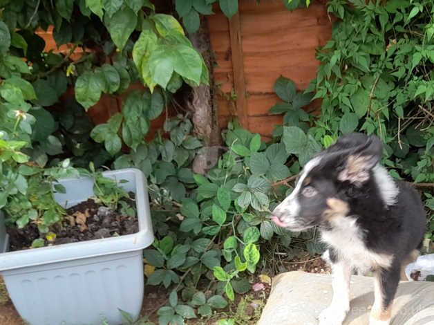 Male border collie puppy for sale in Banbury, Oxfordshire - Image 4