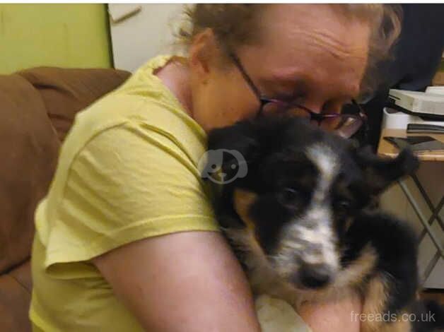 Male border collie puppy for sale in Banbury, Oxfordshire - Image 5