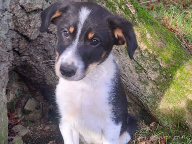 Male Border Collie Puppy for sale in Newtown/Y Drenewydd, Powys