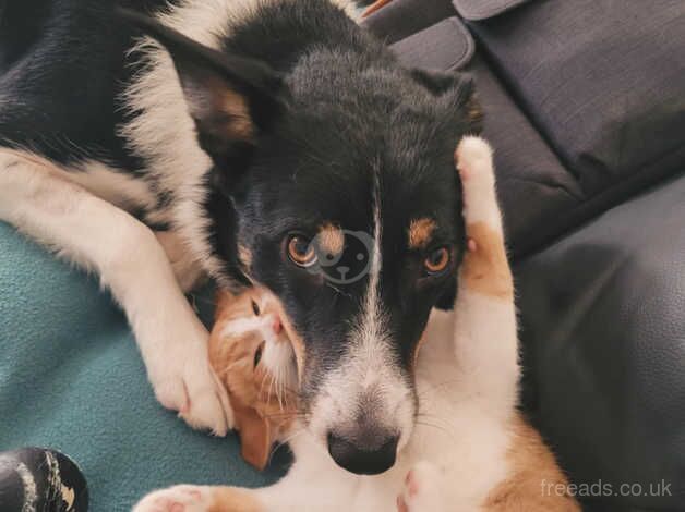 Male collie looking for a home for sale in Oldham, Greater Manchester