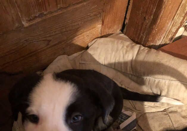 Male collie pup for sale in Canterbury, Kent