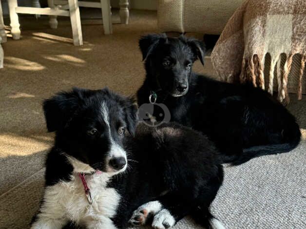 Male collie pup ready now for sale in Forres, Moray