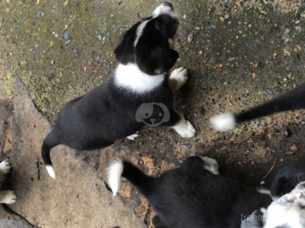 Male collie pups for sale in Canterbury, Kent