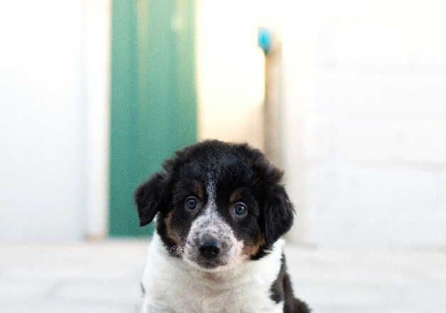 Male DNA CLEAR border collie puppy for sale in Treorchy/Treorci, Rhondda Cynon Taf - Image 3