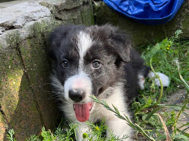 Male pup available for sale in Swansea