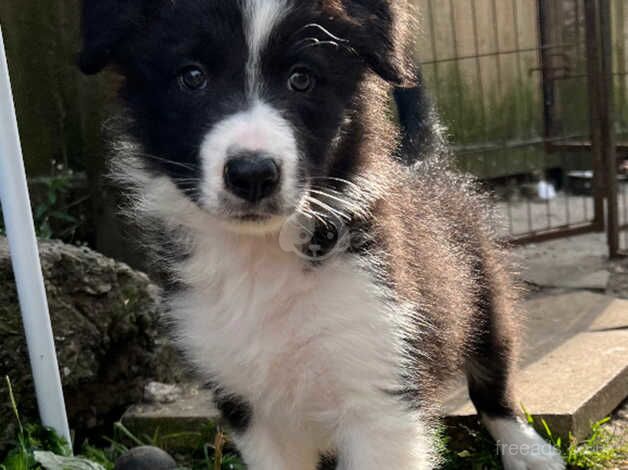 Male pup available for sale in Swansea - Image 2