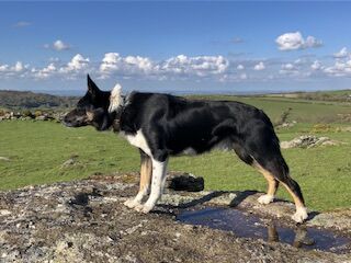 Male working border collie available for stud duties for sale in Moretonhampstead, Devon