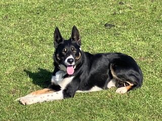 Male working border collie available for stud duties for sale in Moretonhampstead, Devon - Image 2