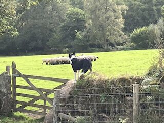 Male working border collie available for stud duties for sale in Moretonhampstead, Devon - Image 4