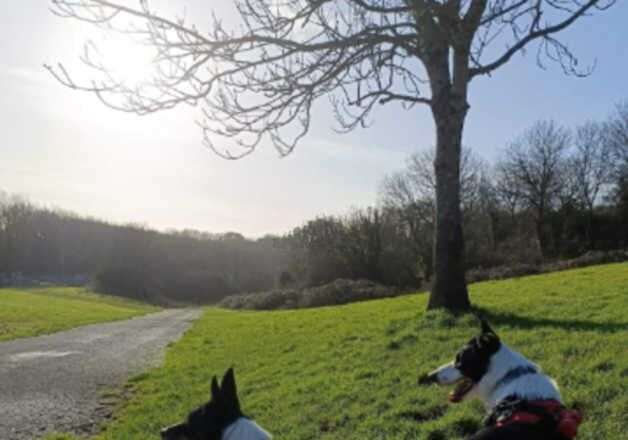 Merlin and Louie for sale in Barry, Angus