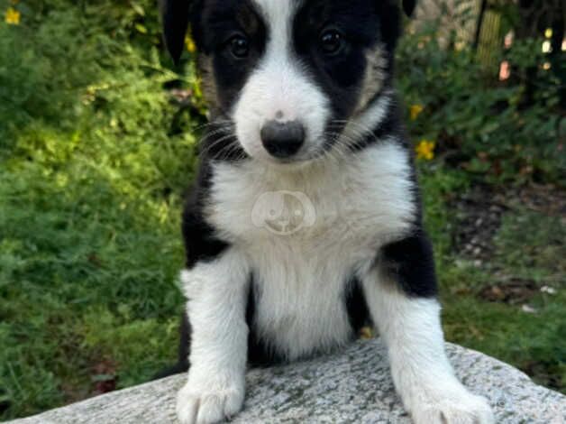 Microchipped and vaccinated Gorgeous and very well behaved collie pups ready to leave for sale in Ashford, Devon - Image 1