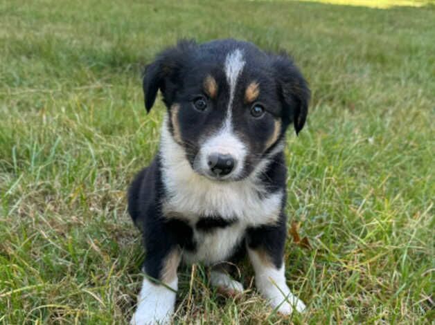 Microchipped and vaccinated Gorgeous and very well behaved collie pups ready to leave for sale in Ashford, Devon - Image 2