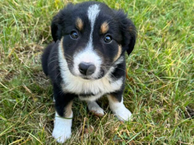 Microchipped and vaccinated Gorgeous and very well behaved collie pups ready to leave for sale in Ashford, Devon - Image 3