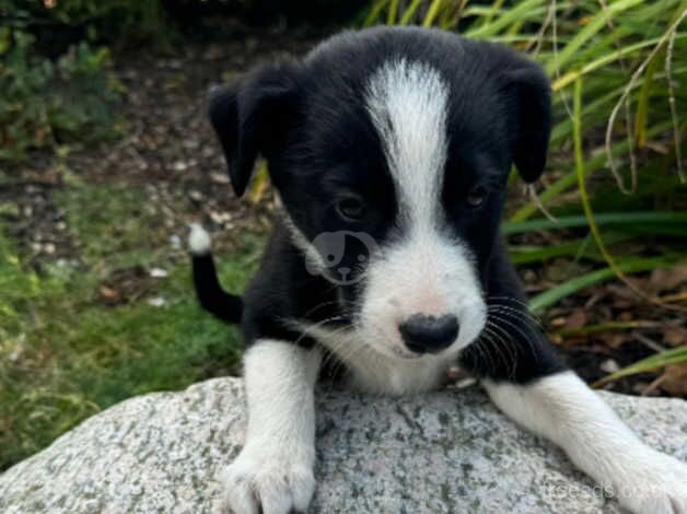 Microchipped and vaccinated Gorgeous and very well behaved collie pups ready to leave for sale in Ashford, Devon - Image 4