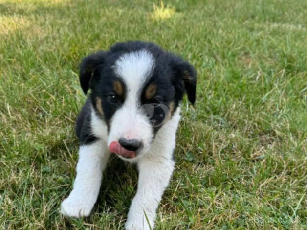 Microchipped and vaccinated Gorgeous and very well behaved collie pups ready to leave for sale in Ashford, Devon - Image 5