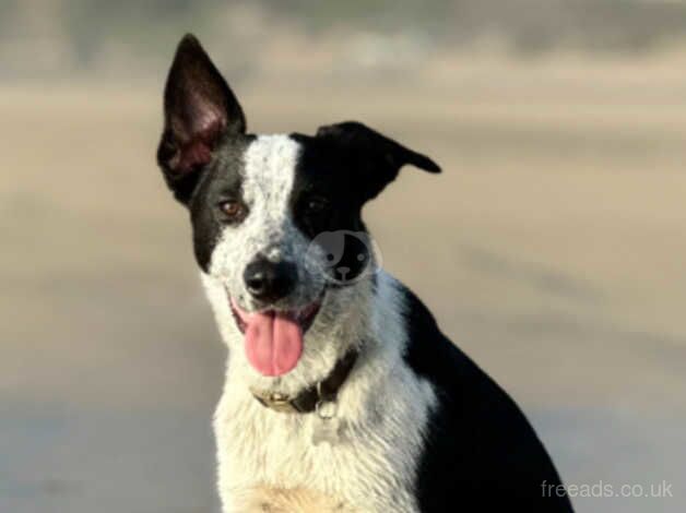 Milo needs a new home (Border Collie X Dutch Shepherd) for sale in South Molton, Devon - Image 1