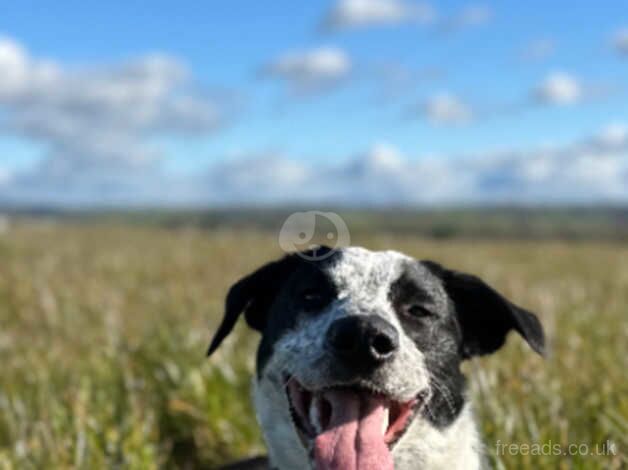 Milo needs a new home (Border Collie X Dutch Shepherd) for sale in South Molton, Devon - Image 2