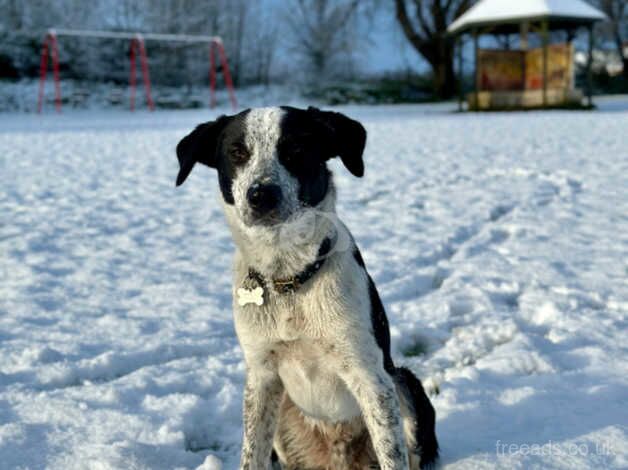 Milo needs a new home (Border Collie X Dutch Shepherd) for sale in South Molton, Devon - Image 5