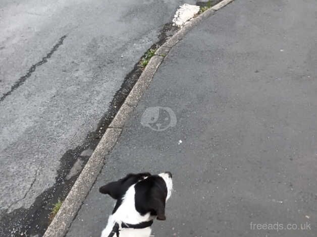 Mixed breed (collie x spaniel x pointer) for sale in Thirsk, North Yorkshire - Image 1