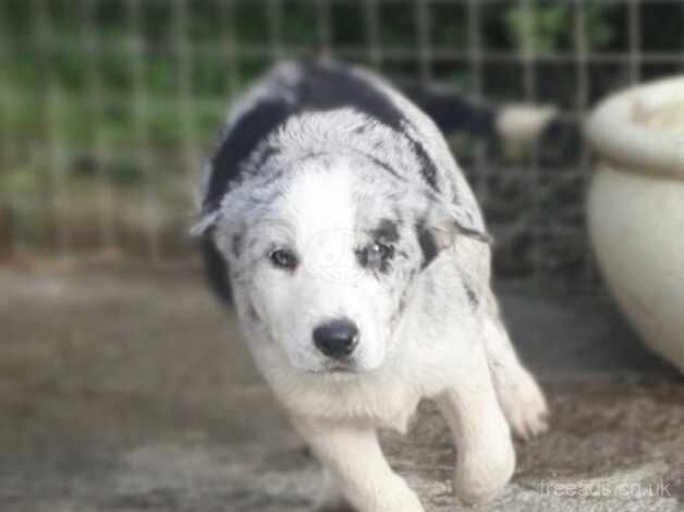 Mixed Litter Working Lineage Collies for sale in Aberystwyth, Ceredigion - Image 1