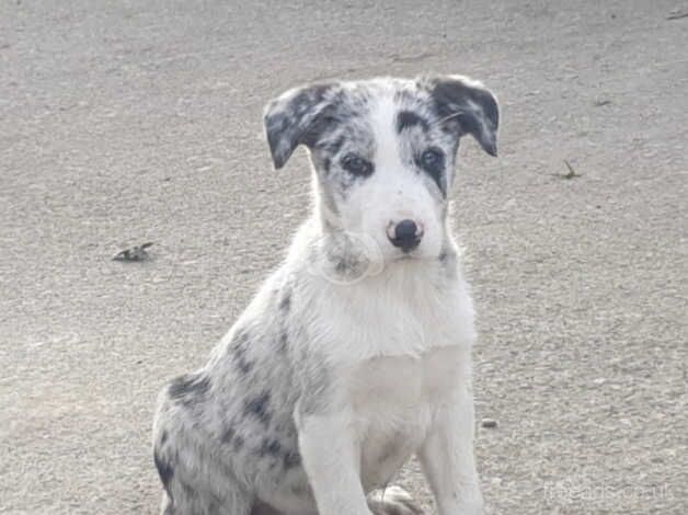 Mixed Litter Working Lineage Collies for sale in Aberystwyth, Ceredigion - Image 2