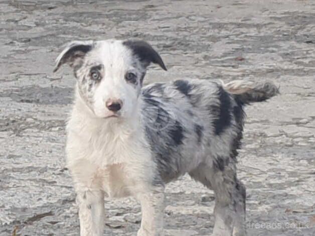 Mixed Litter Working Lineage Collies for sale in Aberystwyth, Ceredigion - Image 3