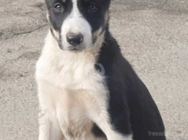 Mixed Litter Working Lineage Collies for sale in Aberystwyth, Ceredigion - Image 4