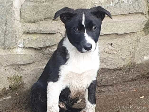 Mixed Litter Working Lineage Collies for sale in Aberystwyth, Ceredigion - Image 5