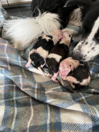 New born Border Collie puppies ready in a few weeks for sale in Aylesbury, Buckinghamshire