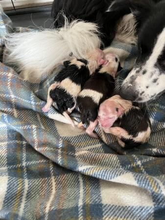 New born Border Collie puppies ready in a few weeks for sale in Aylesbury, Buckinghamshire - Image 1