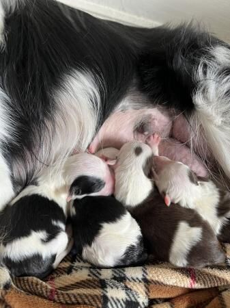 New born Border Collie puppies ready in a few weeks for sale in Aylesbury, Buckinghamshire - Image 2