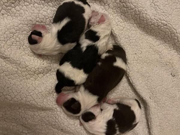 New born Border Collie puppies ready in a few weeks for sale in Aylesbury, Buckinghamshire - Image 3