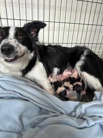 New born Border Collie puppies ready in a few weeks for sale in Aylesbury, Buckinghamshire - Image 4