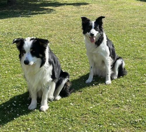 New born Border Collie puppies ready in a few weeks for sale in Aylesbury, Buckinghamshire - Image 5