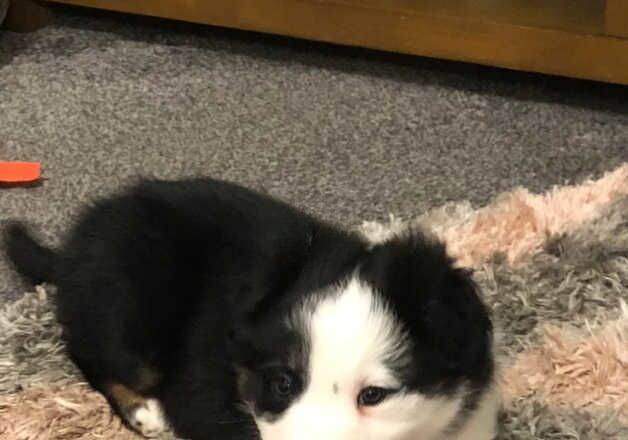 One and only beautiful boy tri border collie for sale in Hartlepool, County Durham