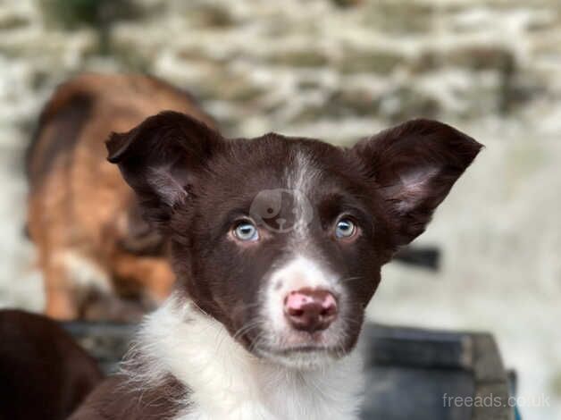 One dog pup for sale in Liskeard, Cornwall