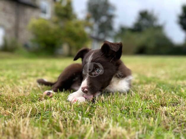 One dog pup for sale in Liskeard, Cornwall - Image 2