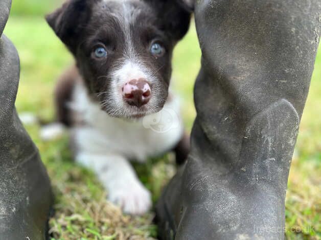 One dog pup for sale in Liskeard, Cornwall - Image 3