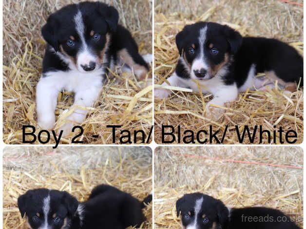 Outstanding Border Collie Puppies For Sale in Tamworth, Staffordshire