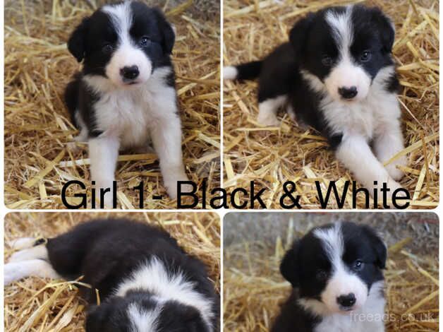 Outstanding Border Collie Puppies For Sale in Tamworth, Staffordshire - Image 2